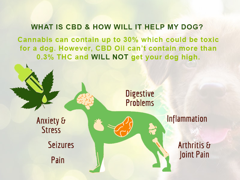 What Is CBD Oil and is it Safe for Your Dog? – CBD for Dogs UK